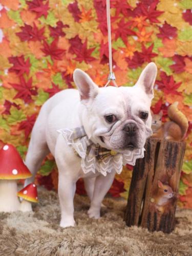 20241103ブーくん